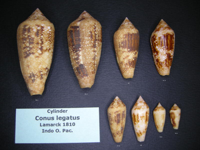 Conus (Cylinder) legatus   Lamarck, 1810 - Page 3 Legatu10