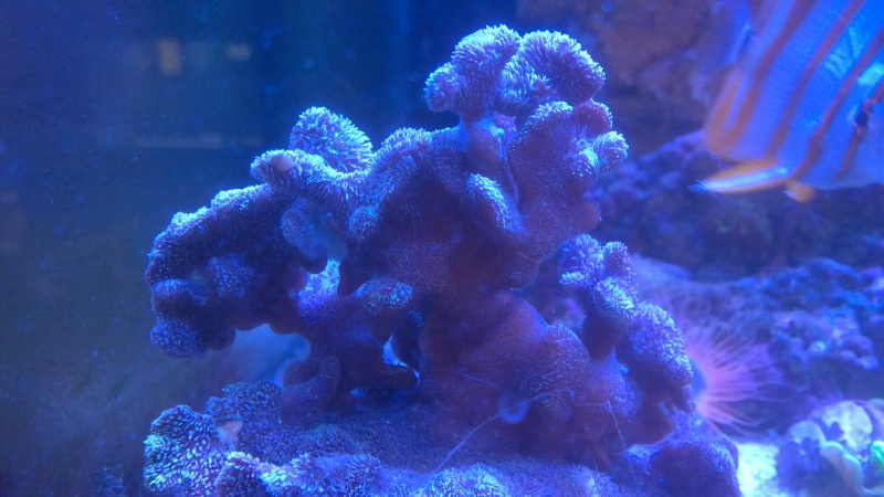 Merow reef - Page 8 Wp_20112
