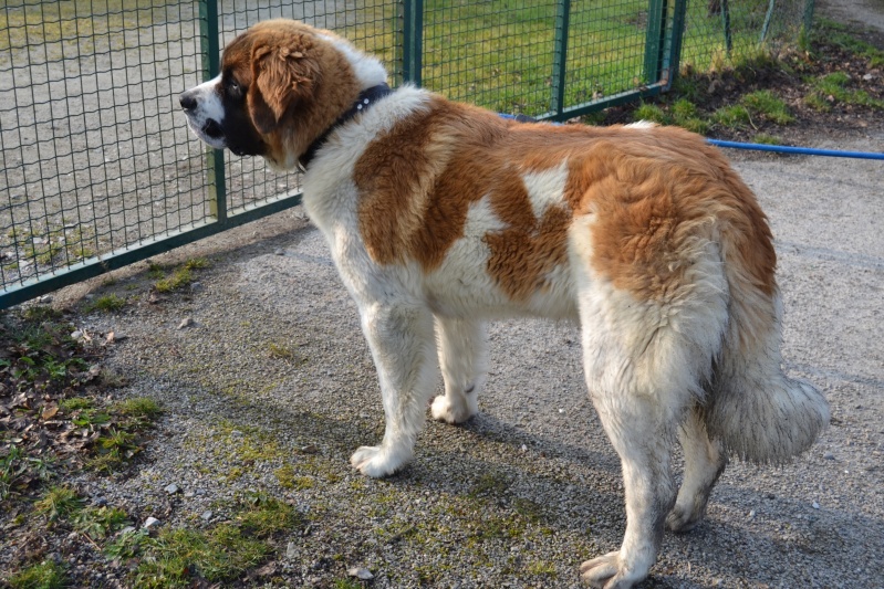 Joyce, 11 mois - AID Animaux (44) Abando12