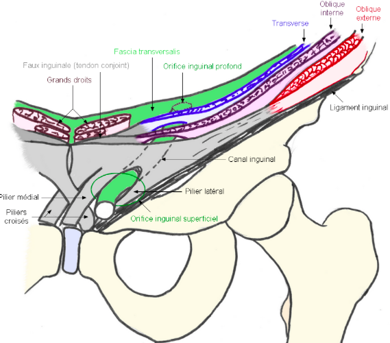 Région inguinale Captur10