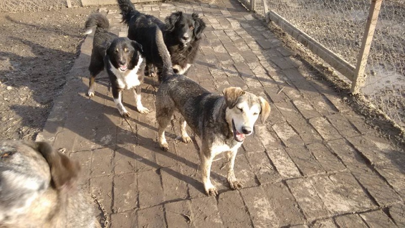 REAA, Née 2013, 15 kg - une chienne sympa - (BELLA) - Prise en charge Association Cent Pas 17_02186