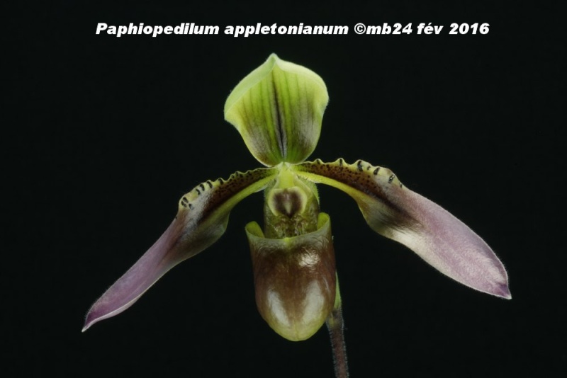 Paphiopedilum appletonianum Paphio12