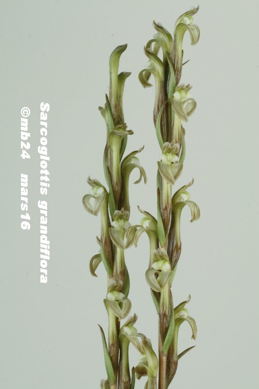 Sarcoglottis grandiflora Sarcog12