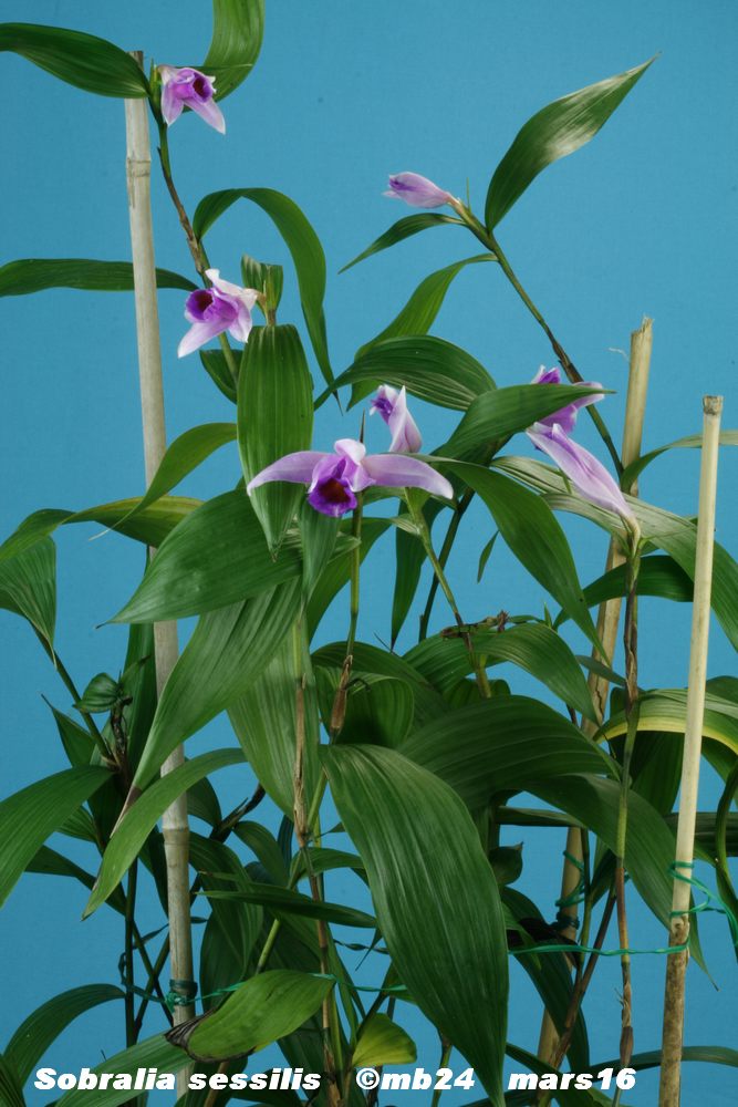 Sobralia sessilis Sobral10