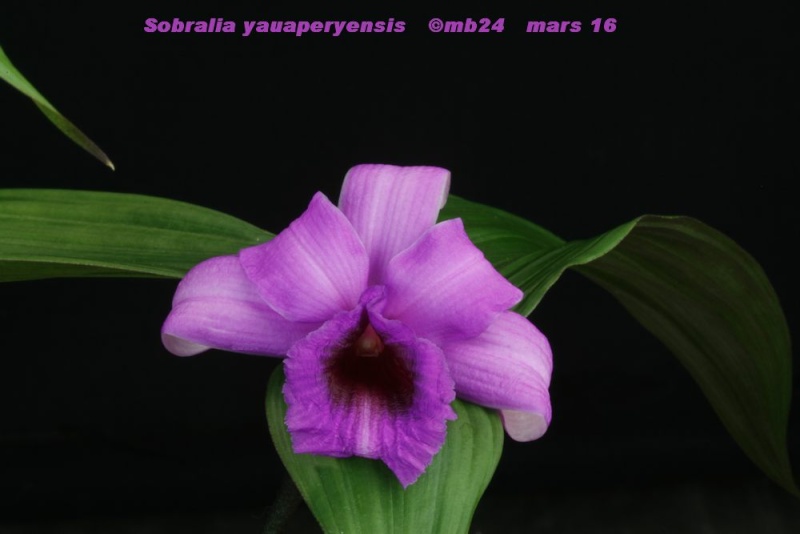 Sobralia yauaperyensis Sobral13