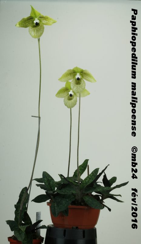 Paphiopedilum malipoense  Urc_0710