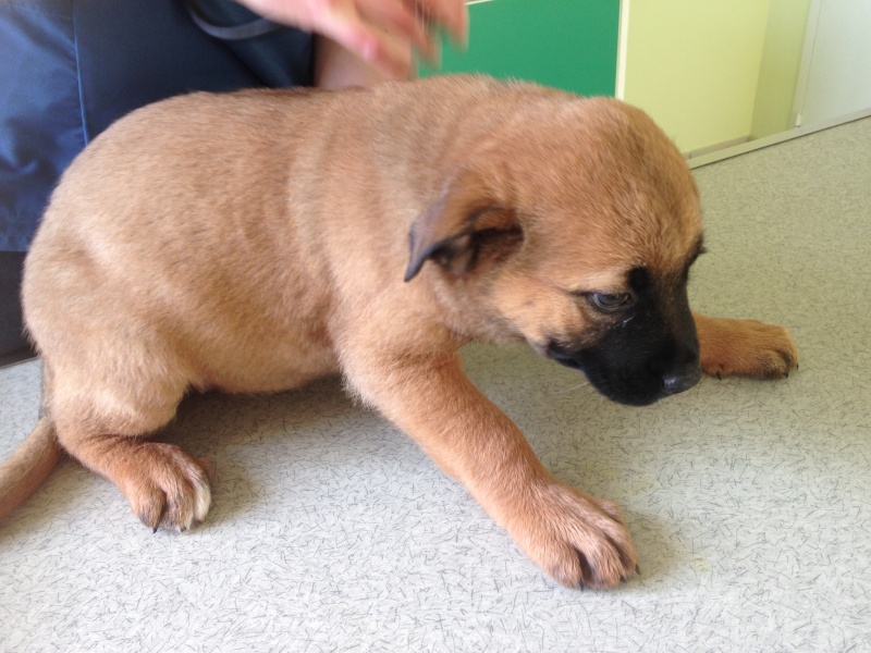 MAYA, 2 mois, croisée labrador saint bernard - F 02014