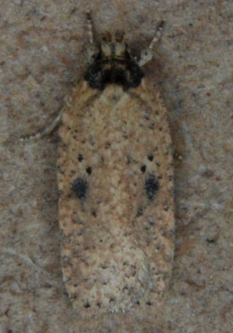 Agonopterix subpropinquella Ago10