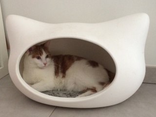 Larry (Soupline), chaton douceur roux et blanc, né fin mai 2015 Img_8510