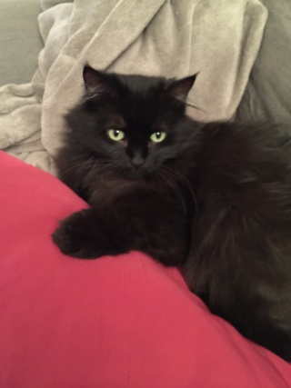 Charlie (Matriochka), belle chatte noire à poils longs, née vers 2011 Img_8711