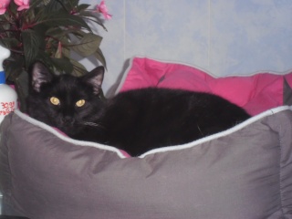 Sela, né en 2014, jeune chat noir au petit bout de queue  P5200510