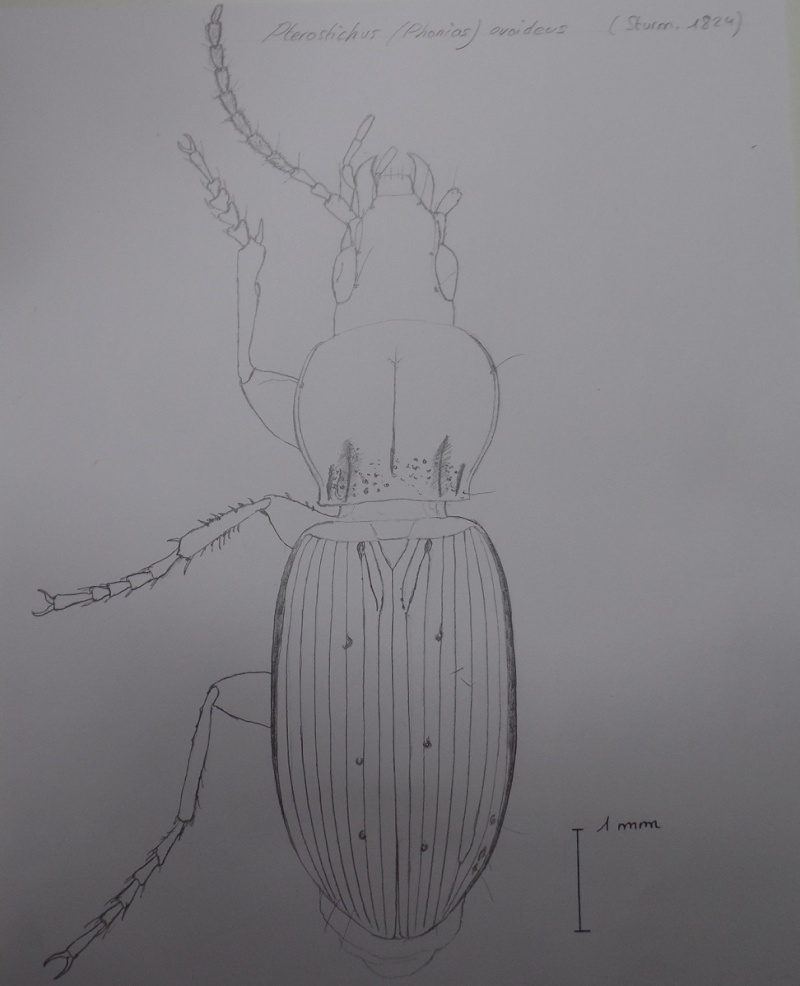 Pterostichus ovoideus Croqui10