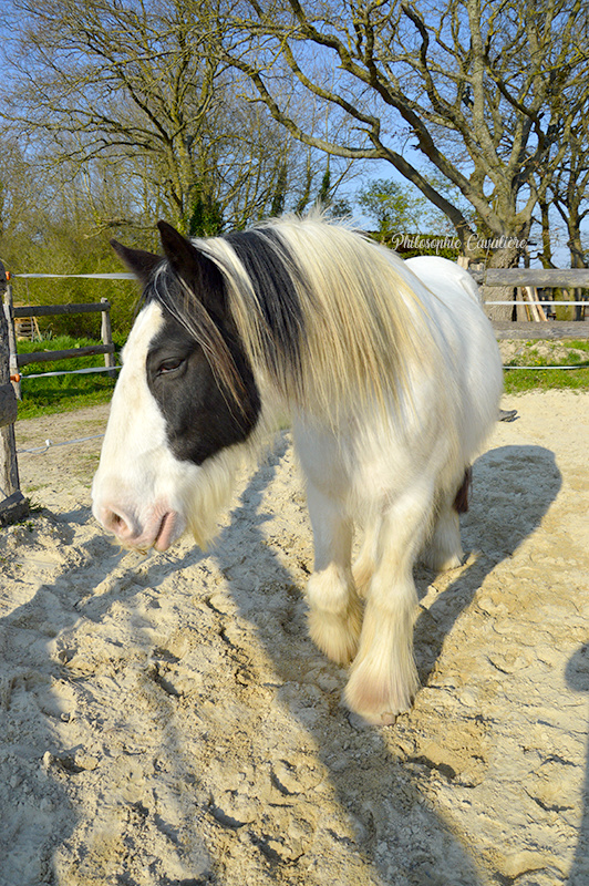 (Dept 71) 9 ans - BARNEY - Irish Cob PP - Hongre - Reservé par Evanell (janvier 2018) - Page 3 Dsc_0024