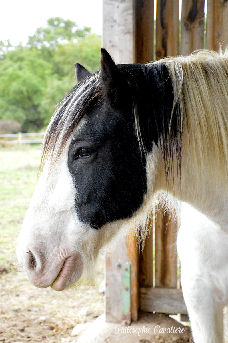 (Dept 71) 9 ans - BARNEY - Irish Cob PP - Hongre - Reservé par Evanell (janvier 2018) - Page 3 Dsc_0029