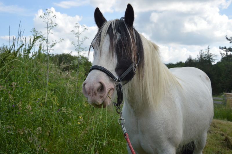 (Dept 71) 9 ans - BARNEY - Irish Cob PP - Hongre - Reservé par Evanell (janvier 2018) - Page 3 Dsc_0111