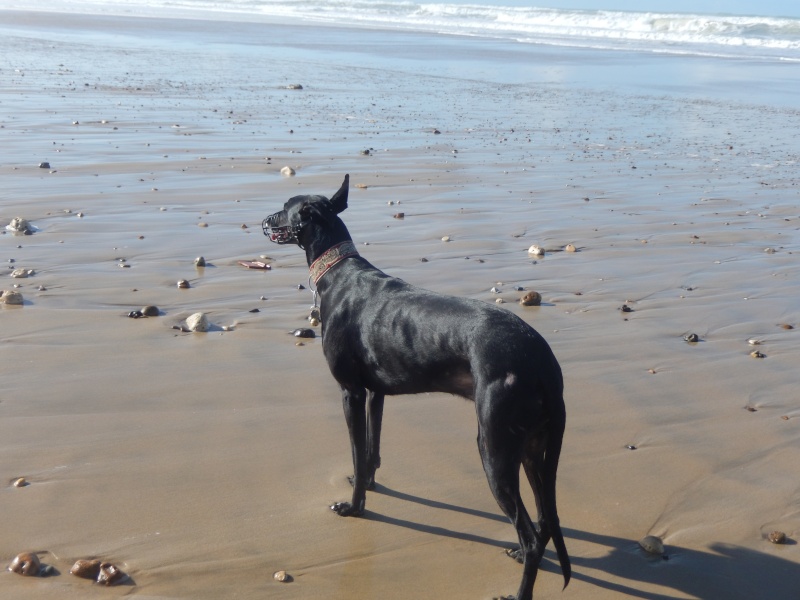 Morante, galgo attaqué, mordu par ses frères car trop bon, trop doux,à l'adoption "Scooby France Adopté  - Page 30 01210