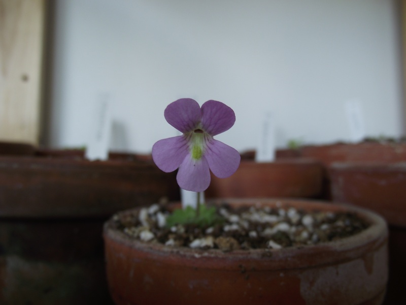 Photos de pinguicula en fleur actuellement Dscf4210