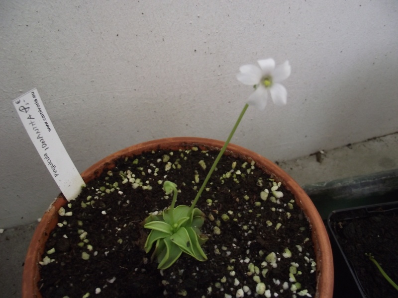 Photos de pinguicula en fleur actuellement Dscf4212