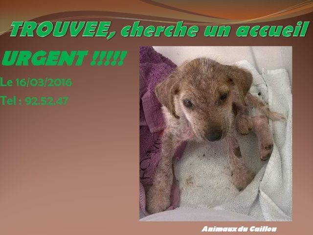 TROUVEE chiot femelle avec la gale le 16/03/2016 15081010