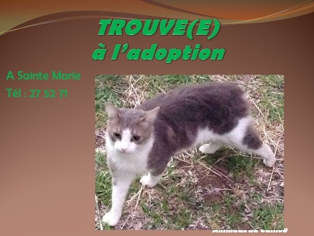 adoption - TROUVE(E) chat gris blanc à Sainte Marie et mis(e) à l'adoption 2014mm31