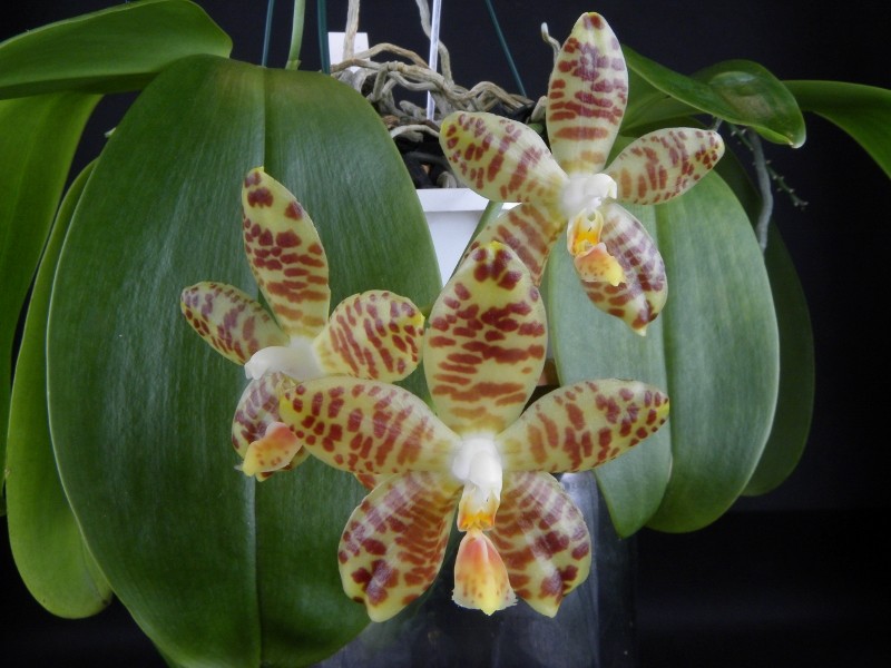 Phalaenopsis amboinensis x gigantea (David Lim) Nr_20810