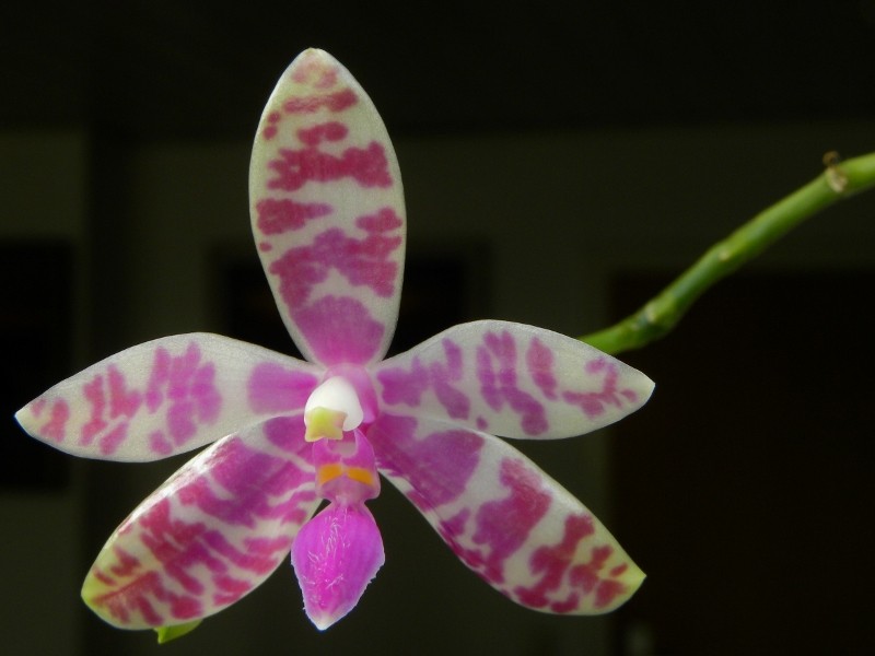Phalaenopsis lueddemanniana x bastianii (Dreieich Star) Nr_47310
