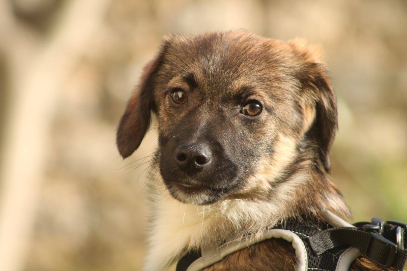 HAPPO, chiot mâle, né en septembre 2015 (Pascani) - adopté par Jim L. (50) Happo110