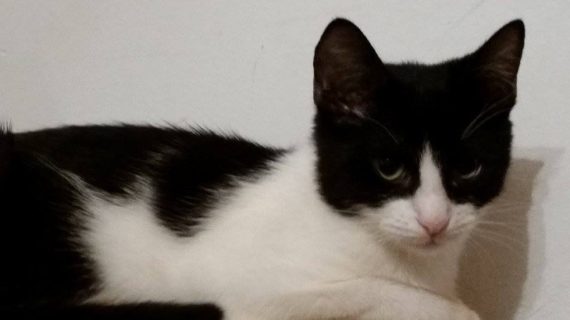 LILOU - chat femelle, née en août 2015, chez Alina - en FA chez Sabine (dpt77) - décédée Lilou10