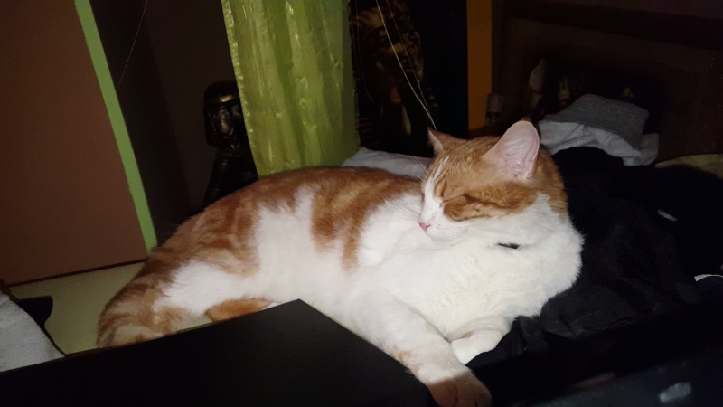 Picchu (dit Confiotte), chaton roux et blanc craquant ,né début août 2014 Snapch11