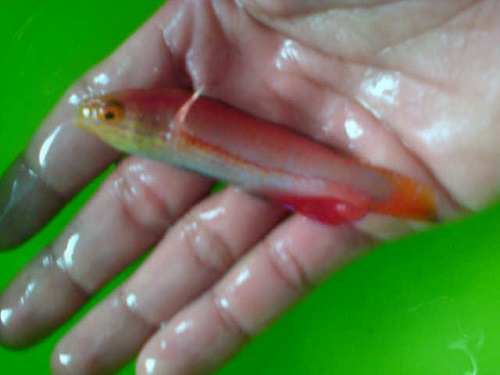 Stock Ikan Import 26th Feb 2016 Img-2021