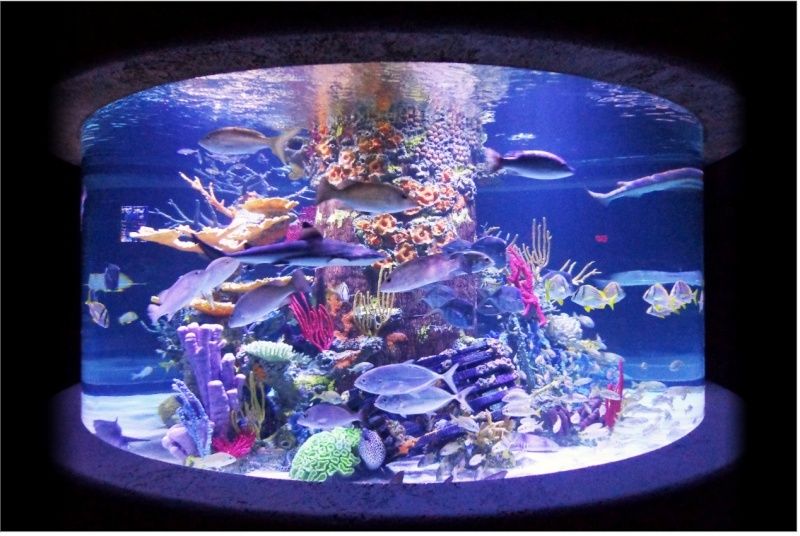projet aquarium 100L fish only Captur14