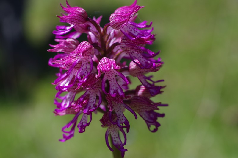 orchidées du vallon 1010