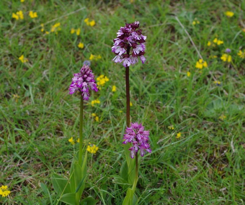 orchidées du vallon 111