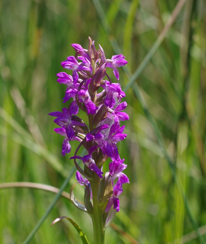 Dactylorhiza incarnata Ochrantha 112