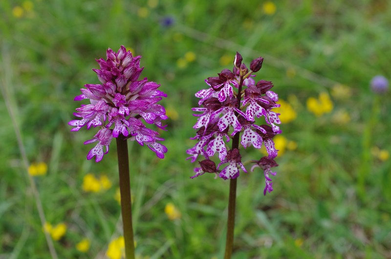 orchidées du vallon 211