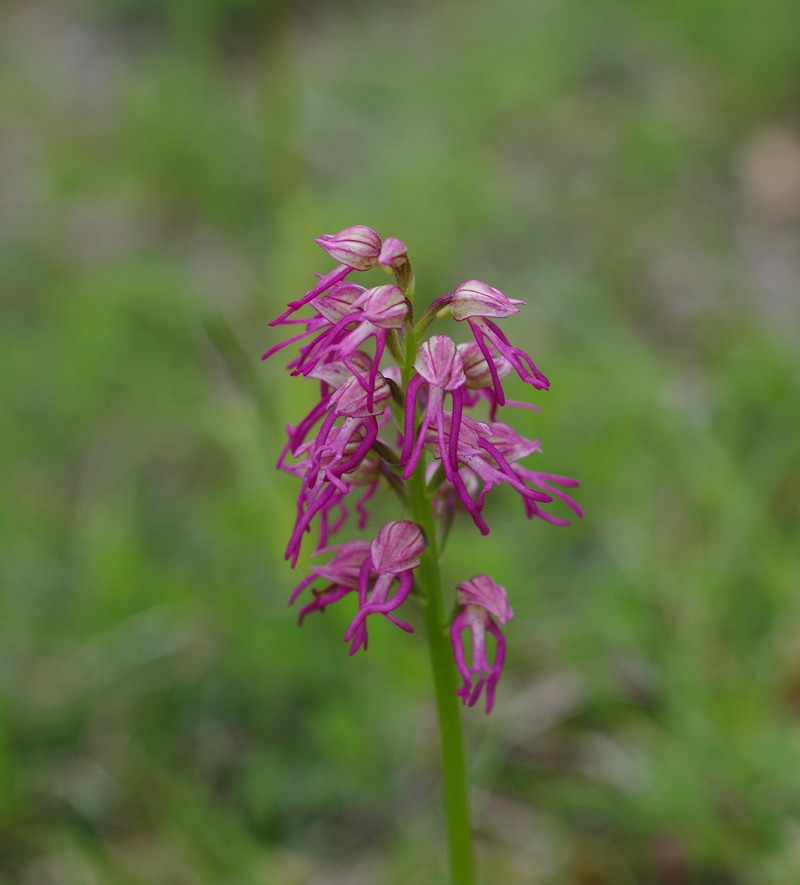 orchidées du vallon 311