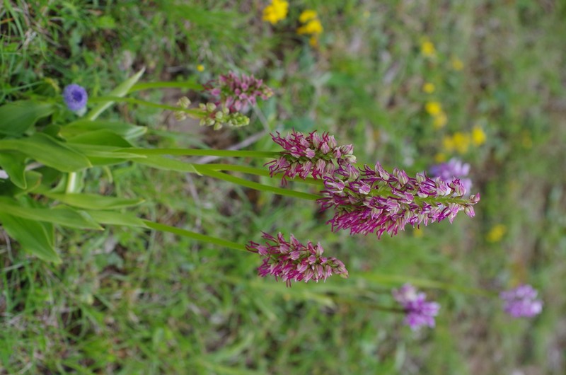 orchidées du vallon 412