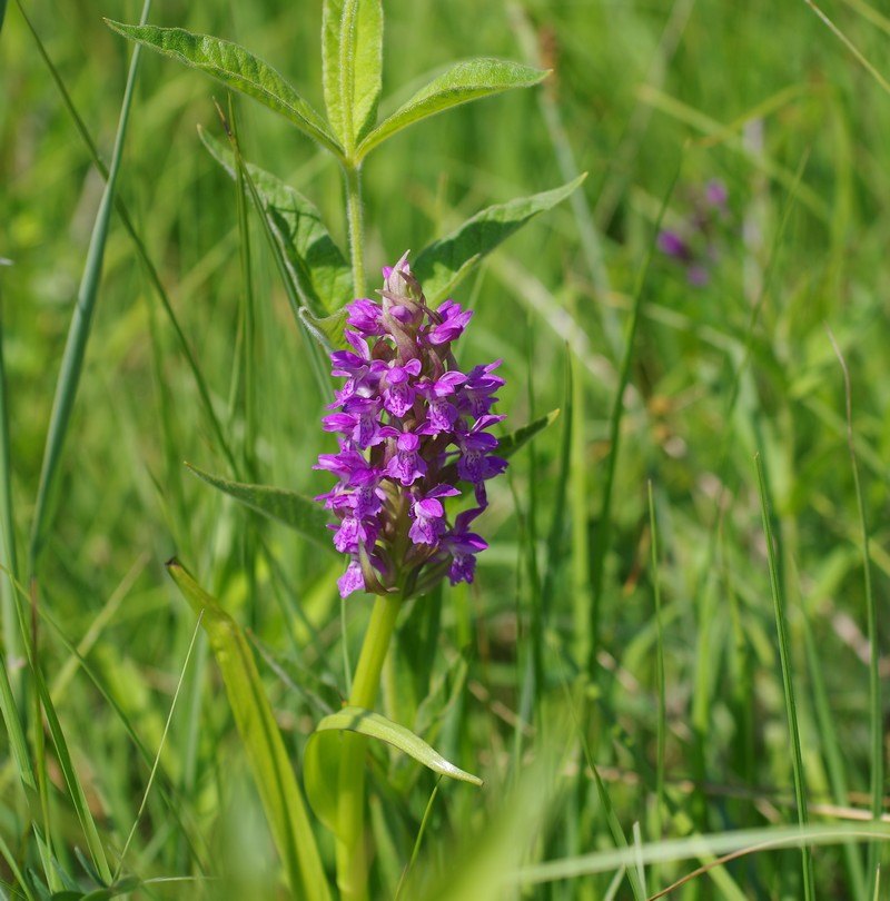 Dactylorhiza incarnata Ochrantha 413