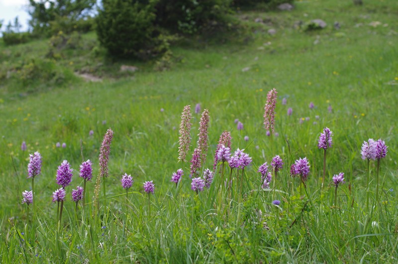 orchidées du vallon 611