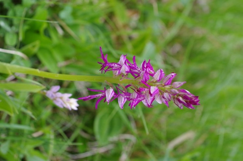 orchidées du vallon 811