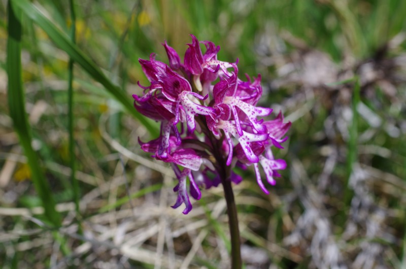 orchidées du vallon 8_111