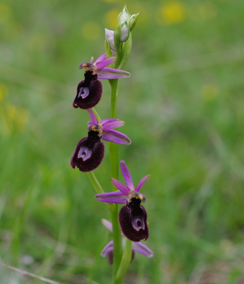 orchidées du vallon C10