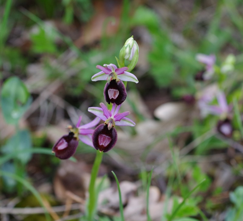 orchidées du vallon D10