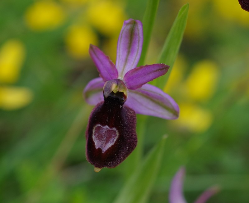 orchidées du vallon Imgp1810