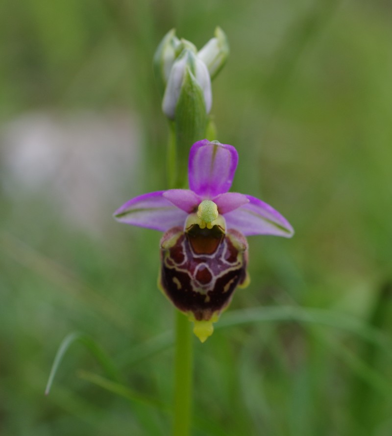 orchidées du vallon Imgp1812