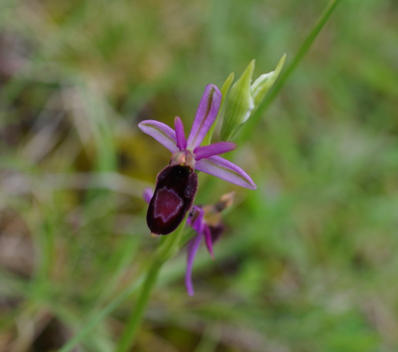 orchidées du vallon Imgp1912