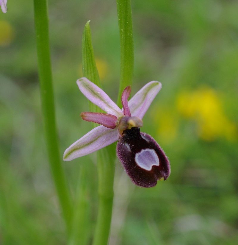 orchidées du vallon Imgp1914