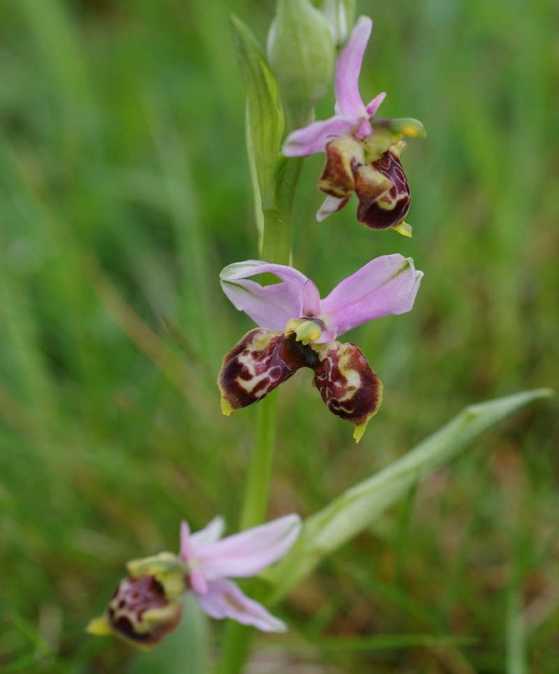 orchidées du vallon Imgp1917