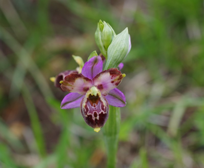 orchidées du vallon Imgp2012