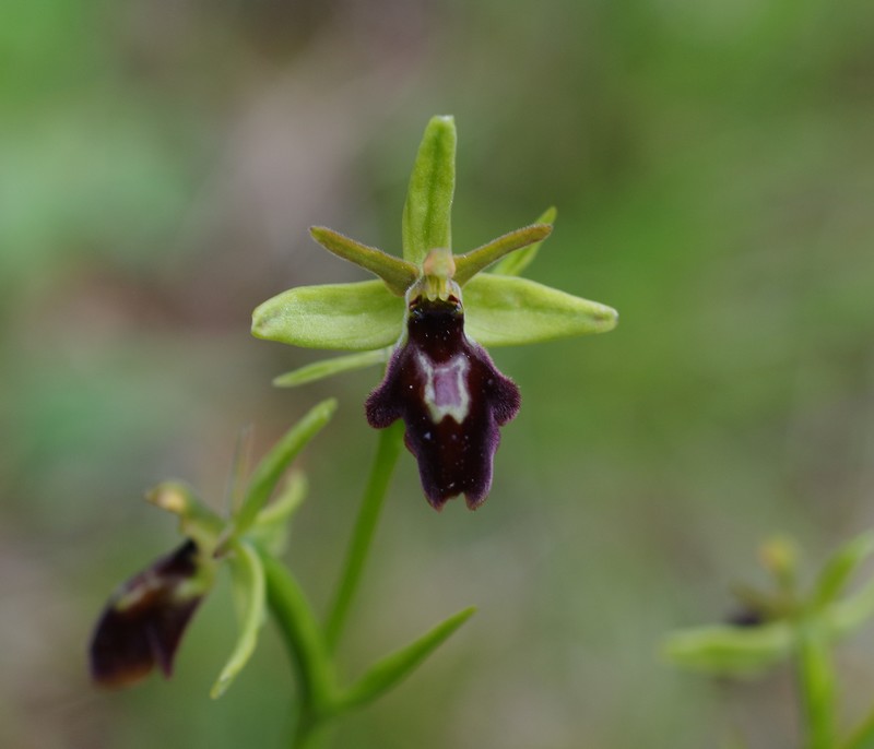 orchidées du vallon Imgp2016